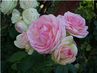 29eb7878-Picture 2741.jpg